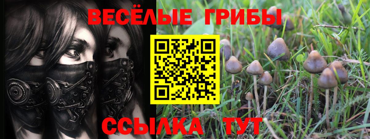 Галлюциногенные грибы Cubensis Искитим